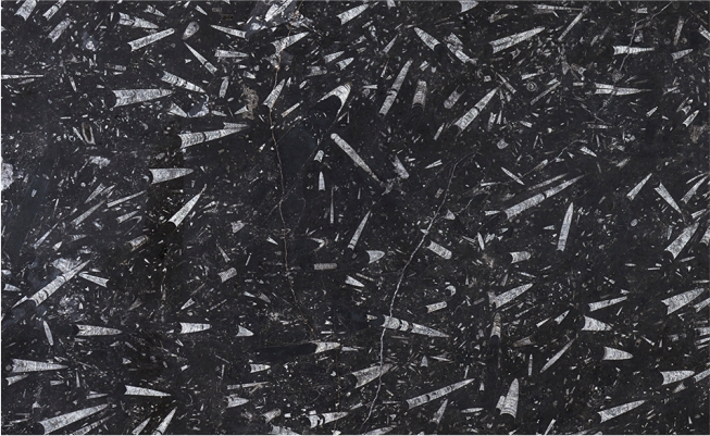BLACK FOSSIL